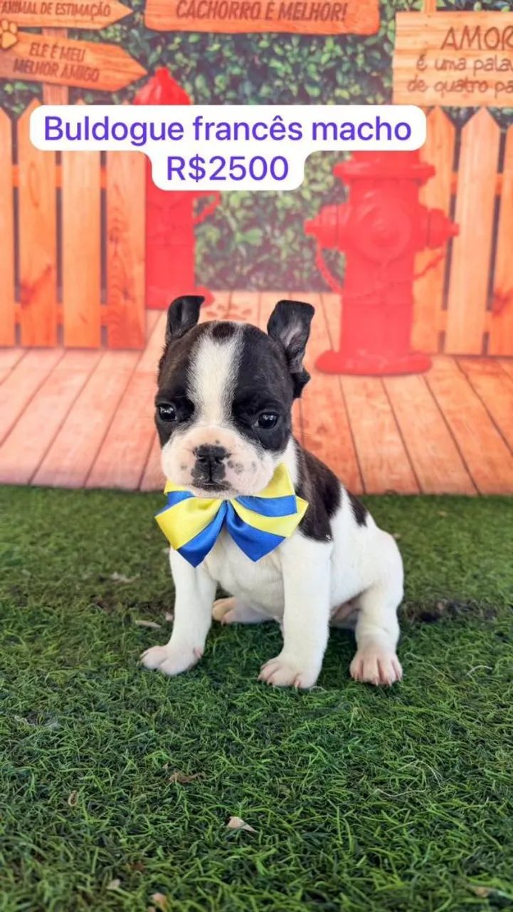 Buldogue francês 