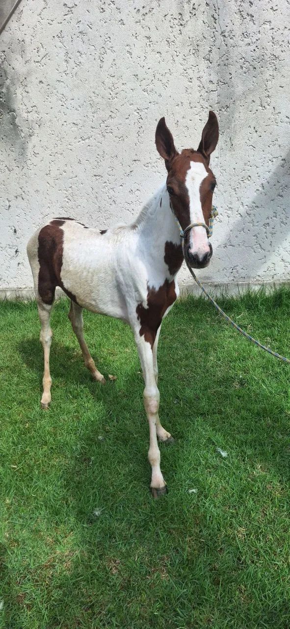 Égua Potra Pampa 4 meses - Foto 4