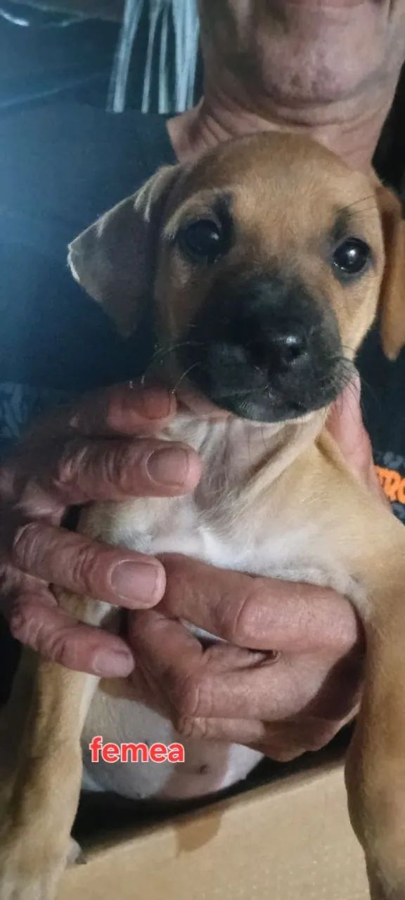 Doação de cães  sem raca definida . - Foto 4