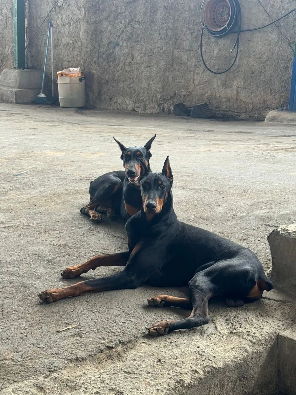 Doberman americano - Foto 2