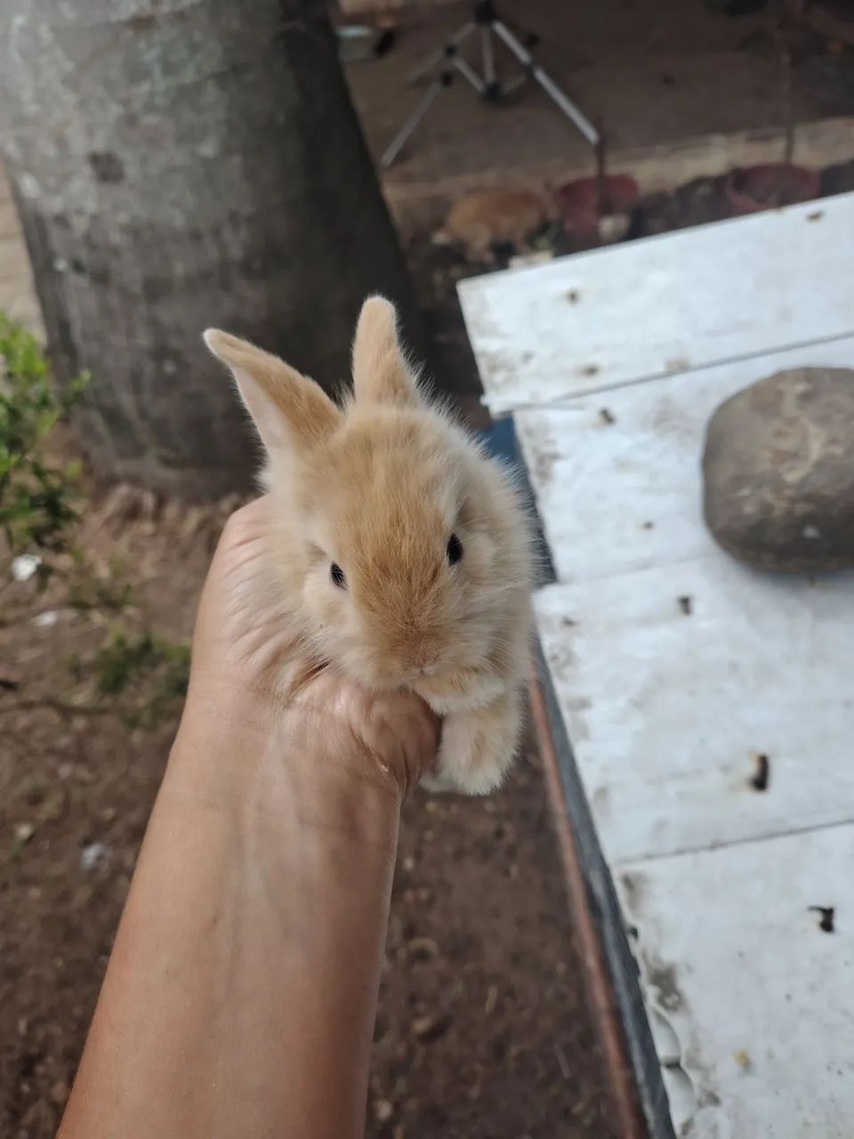 Coelho  - Foto 4