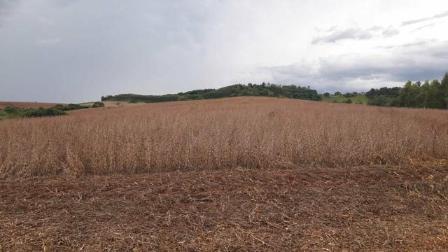 Fazenda Arrendamento 150 alq no Pr - Terrenos, sítios e 