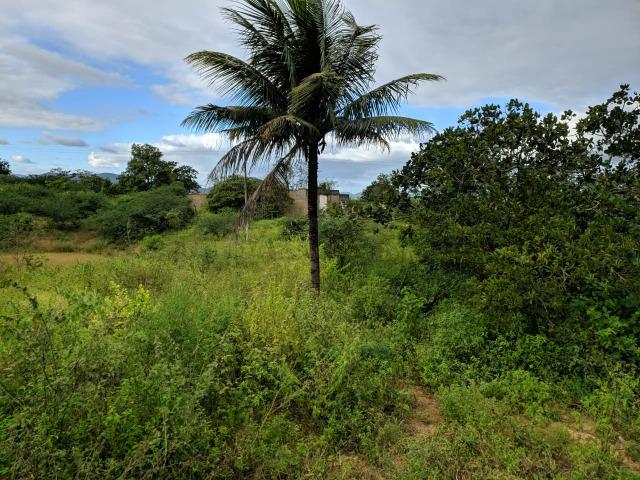 Excelente Propriedade em Belo Jardim, 7,5 hectares - Foto 11