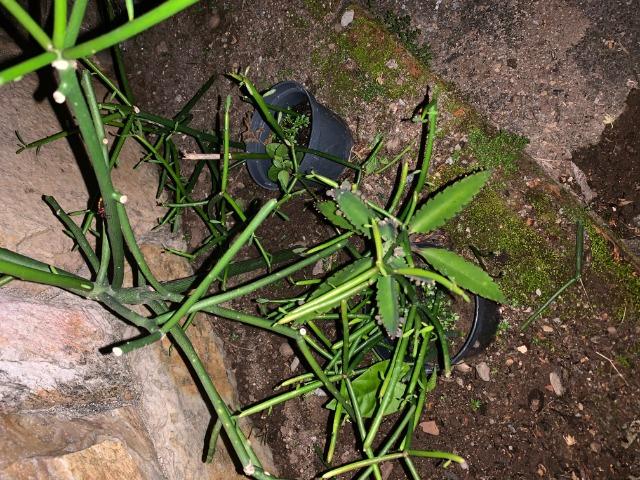 Vendo Mudas de Aveloz -mata o câncerR$ 100 - Foto 5