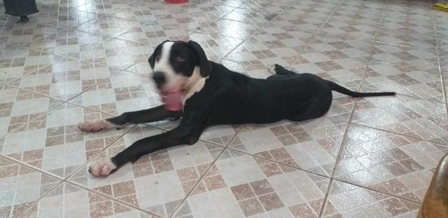 Dogue alemão puro - Foto 4