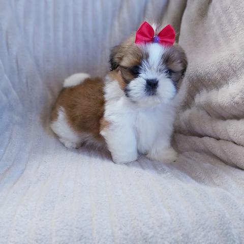 Linda Lhasa Apso Micro, Parcelo em Até 10x!!! - Foto 2