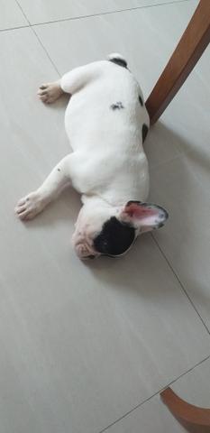 Buldogue Francês - Foto 2