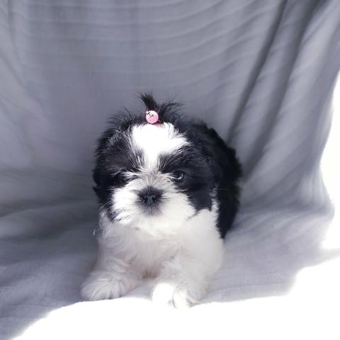 Linda Lhasa Apso Micro, Parcelo em Até 10x!!! - Foto 5