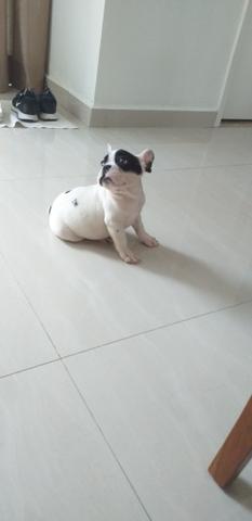 Buldogue Francês - Foto 4