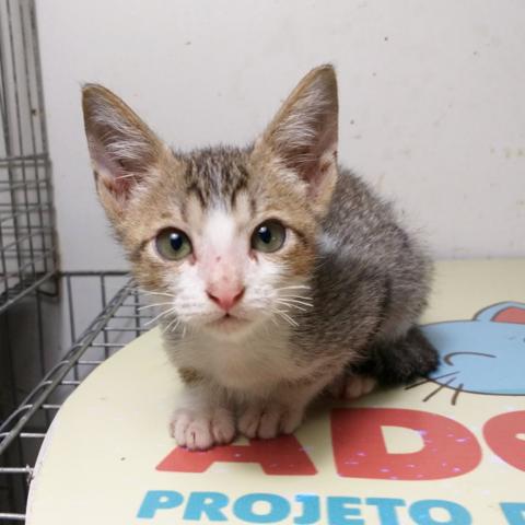 Lindos gatinhos para adoção - Foto 2