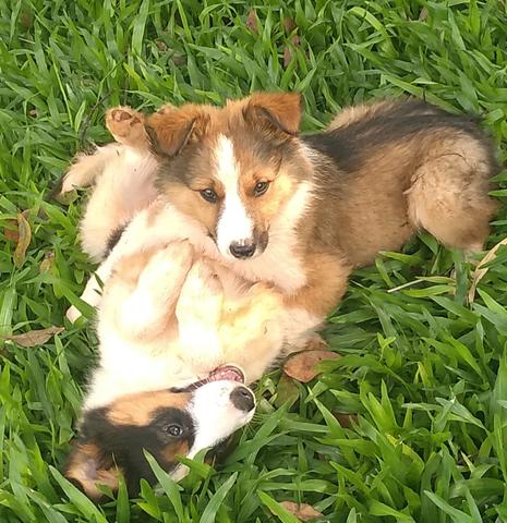 Border Collie lindos filhotes - Foto 5