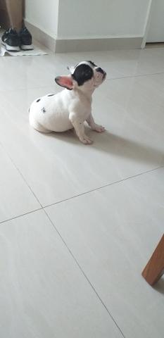 Buldogue Francês - Foto 3