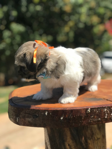 Lindo machinho de lhasa apso qualidade total - Foto 3