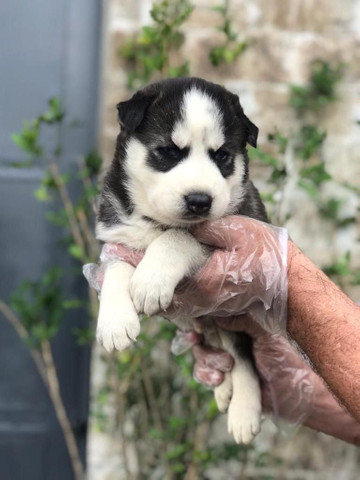 Para alegrar seu dia filhote de Husky Siberiano disponível - Foto 2