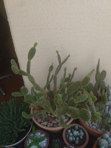 Vendo essa planta orelha de Mickey
