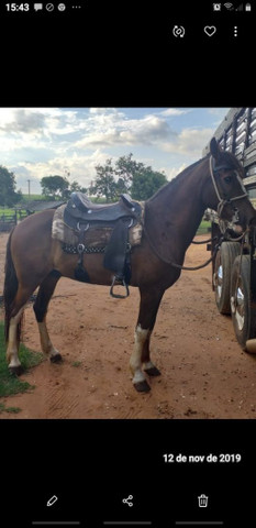 Vendo cavalo manga larga mineiro