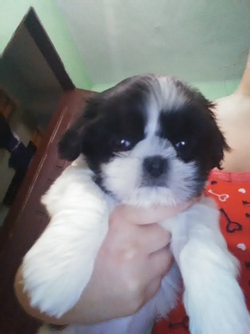 Vendo shitzu - Foto 2