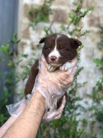 Para alegrar seu dia filhote de Border Collie disponível