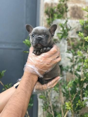Para alegrar seu dia filhote de Bulldog Francês disponível