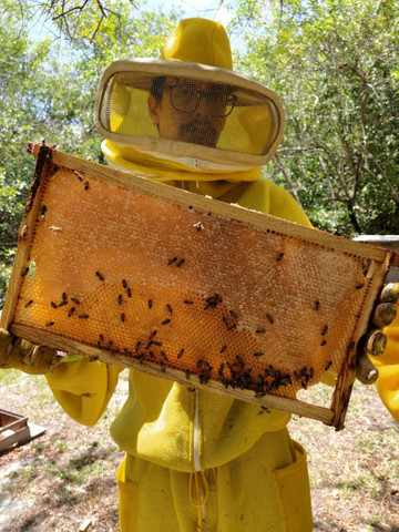 Puro mel de abelha e outros produtos apicolas - Foto 2