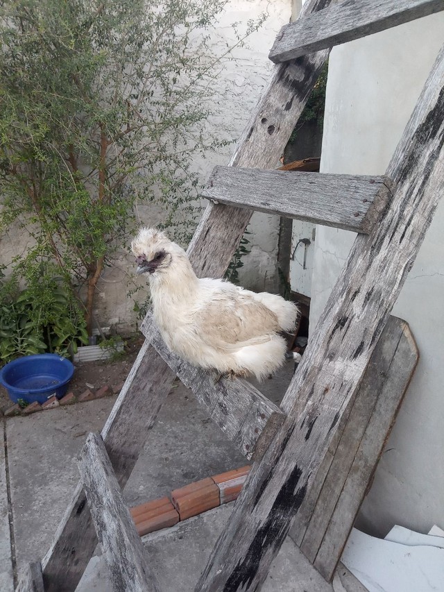 Vende-se esta galinha  - Foto 2