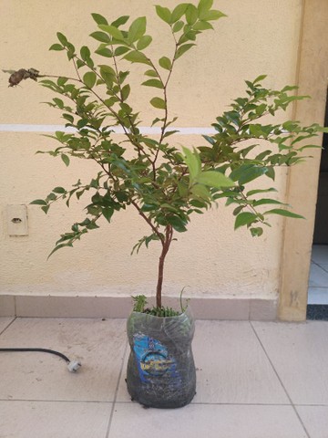 Vendo muda de jabuticaba hibrida - Foto 2