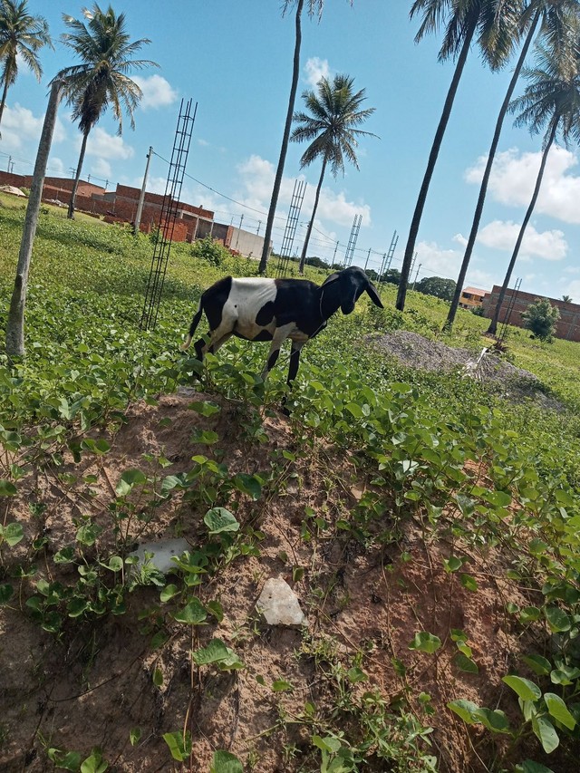 Casal de carneiro