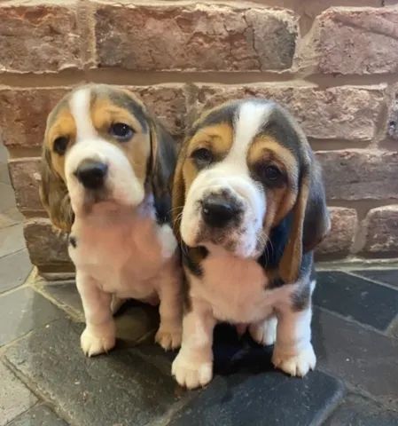 Beagle 13 polegadas, bicolor e tricolor, com suporte gratuito!         