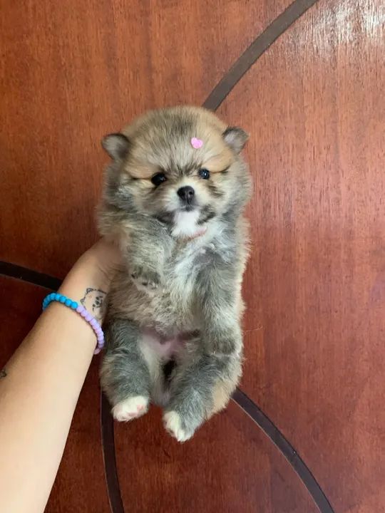 Spitz alemão anao - Lulu da pomerania  - Foto 3