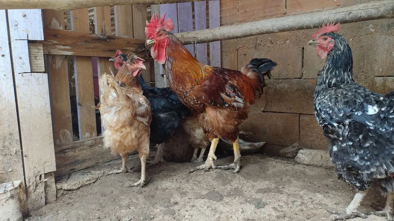 Gsb sertanejo balão  - Foto 6