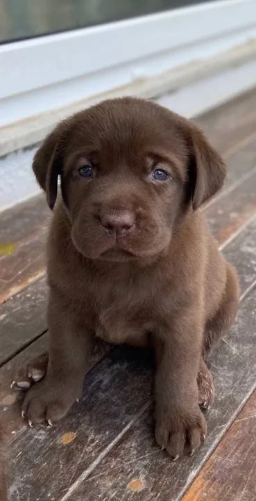 Resta 1!!! Labrador Chocolate - Fêmea de Alta Linhagem