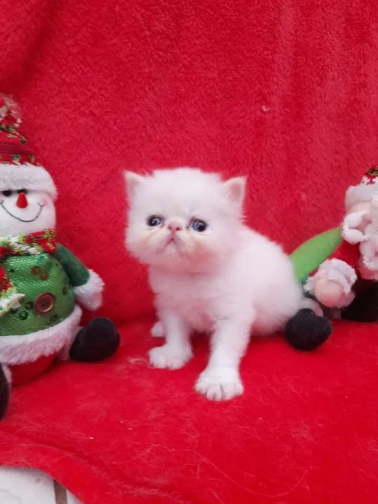 Lindos gatos persa - Foto 2