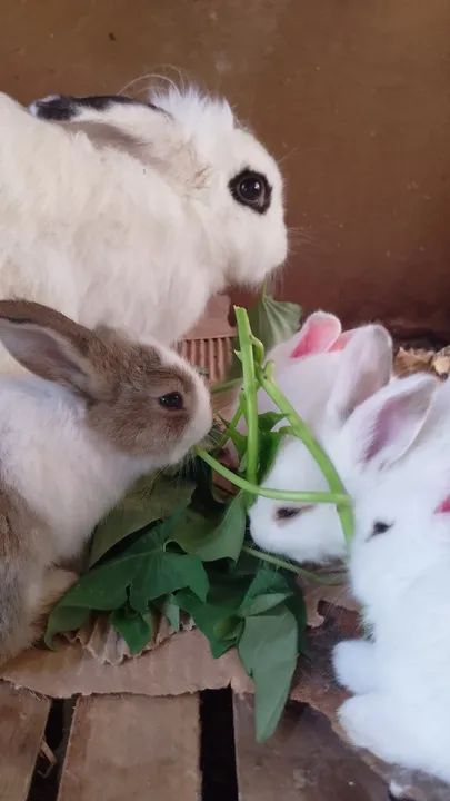 Coelhos Filhotes - Foto 2