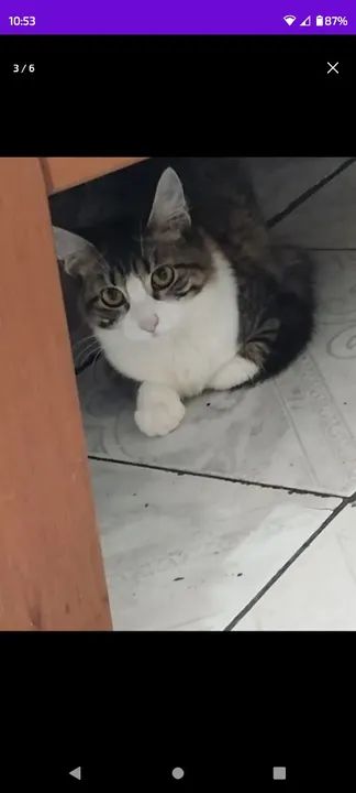 Gatinha rajada para adoção  - Foto 2