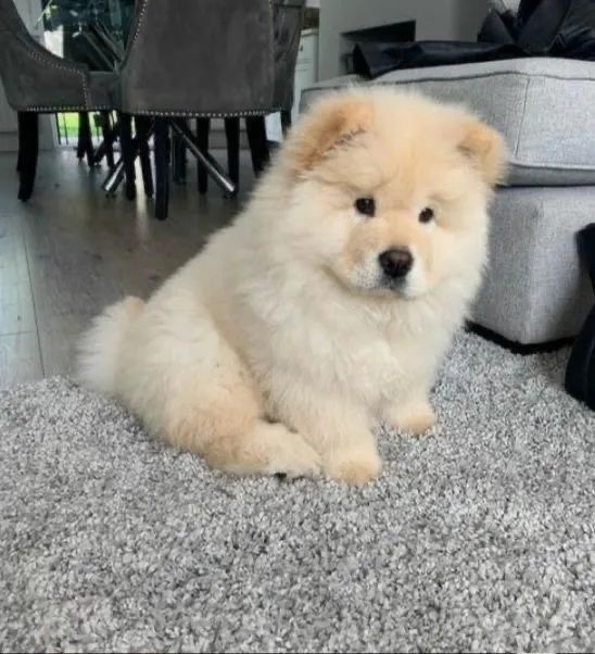 Chow Chow Independente 