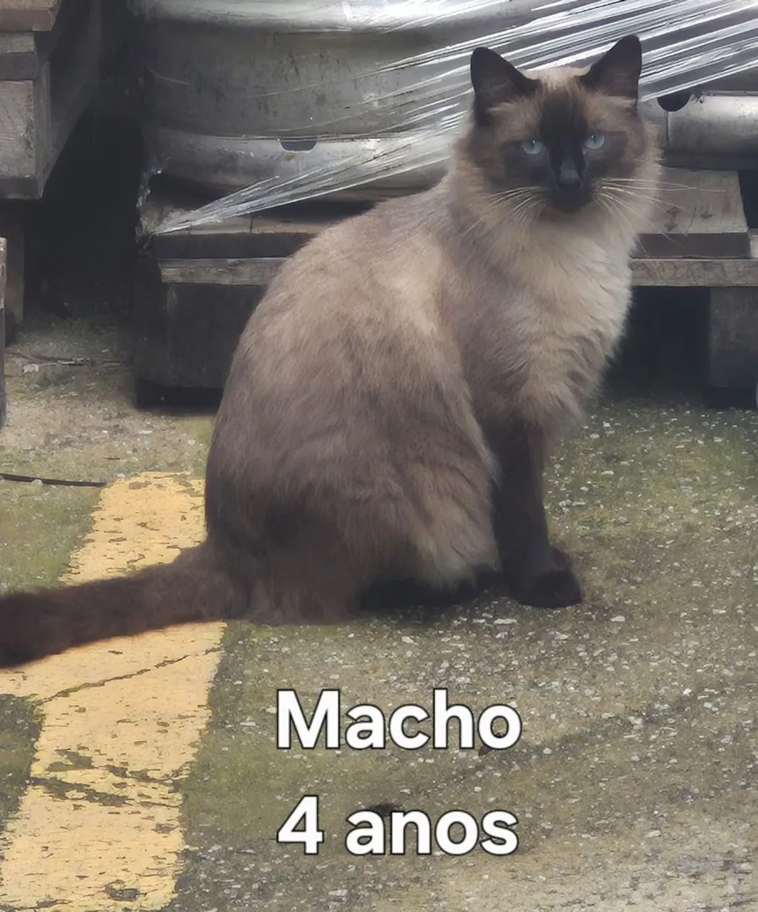 Gato Macho Seal Point para Adoção - 4 Anos