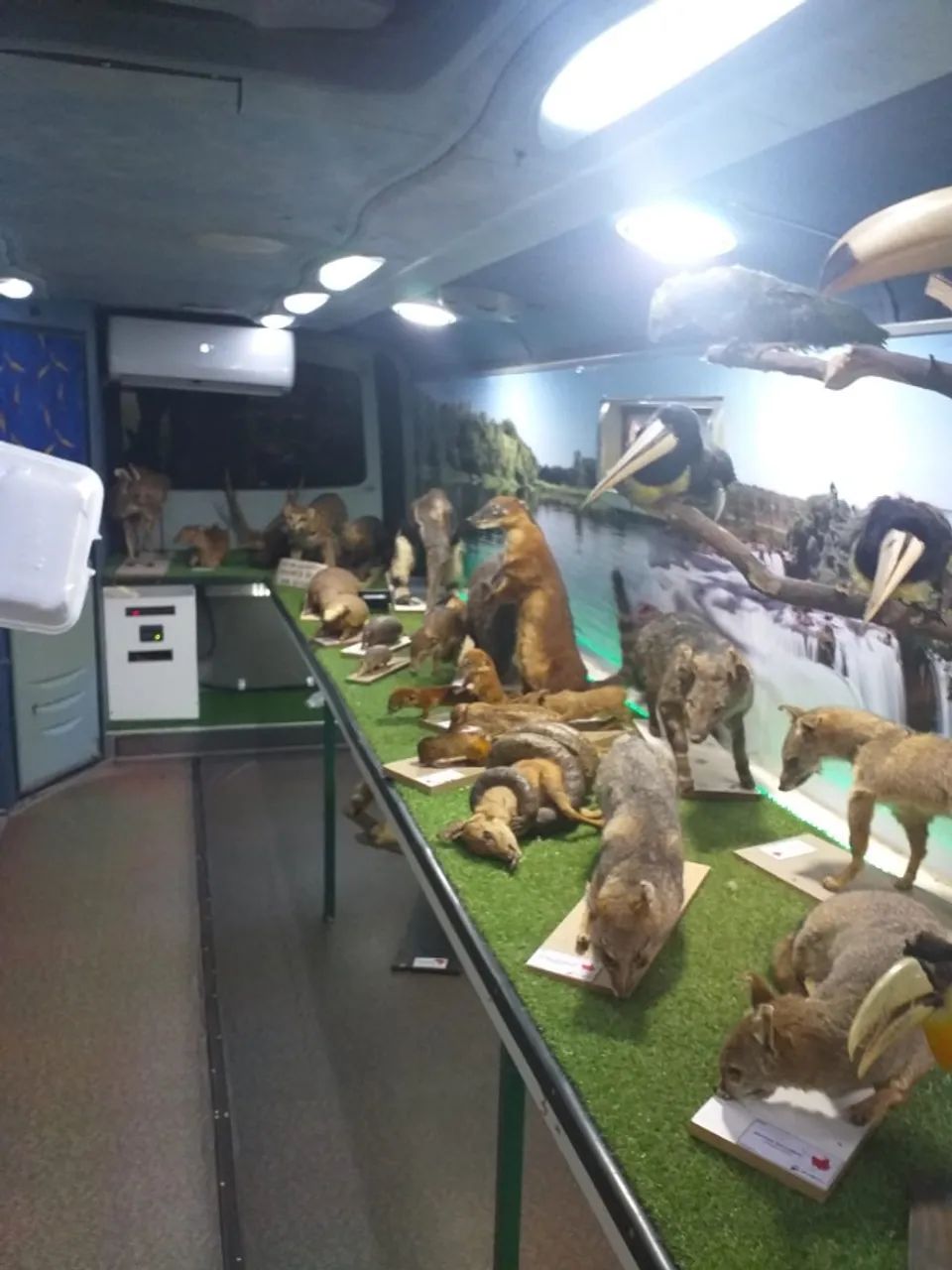 Ônibus Museu Ambiental + Acervo Zoológico - Projeto Educacional Completo - Foto 9