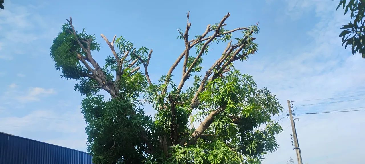 Poldagem de árvores e limpeza em geral......