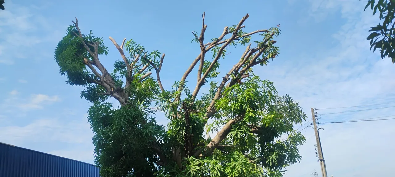 Poldagem de árvores e limpeza em geral......