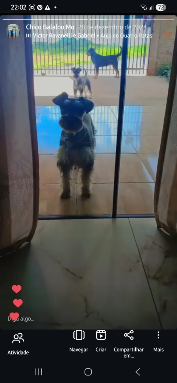 Adoção responsável 2 cães Shinauzer macho 1 ano e 5 meses