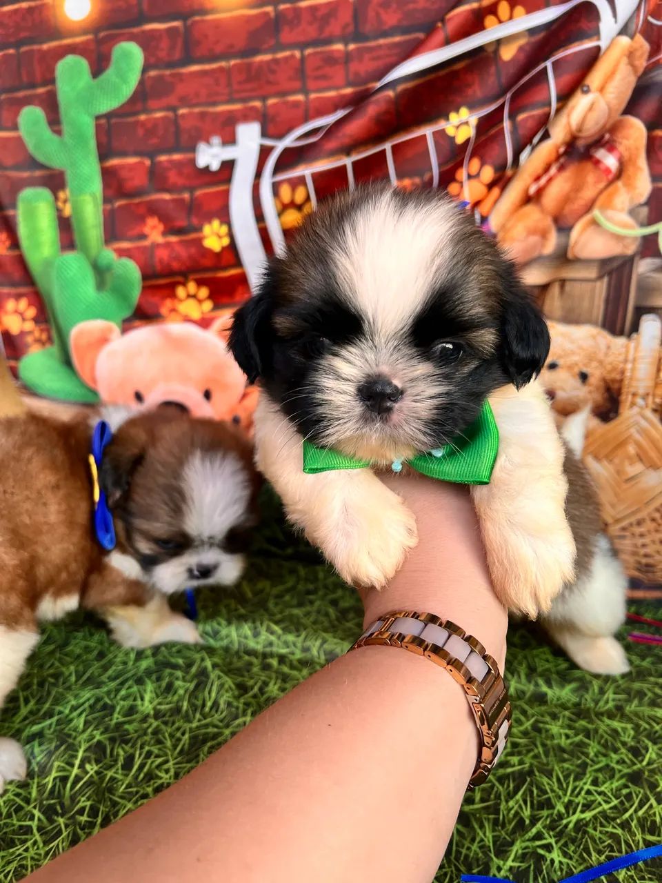 Shih tzu Machos disponíveis vacinado - Foto 3