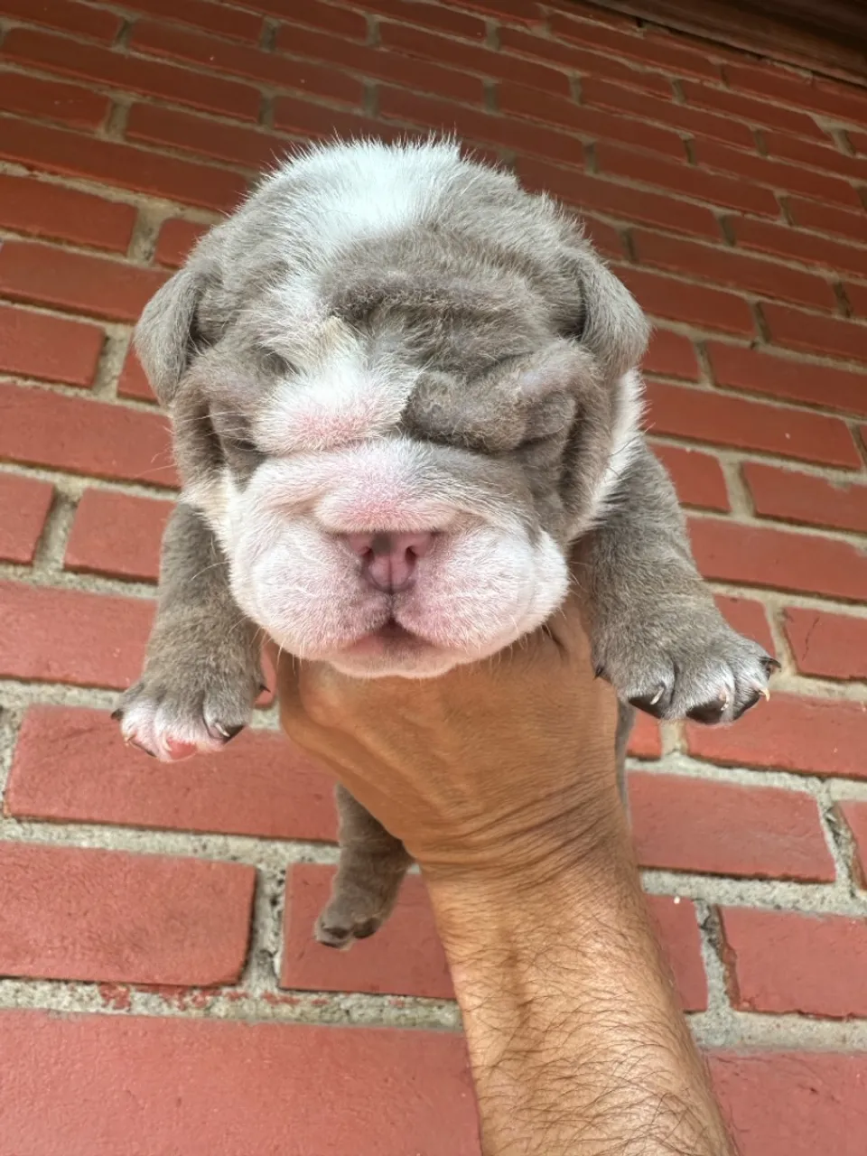 Bulldog Inglês Exótico - Cores Raras e Linhagem Importada!
