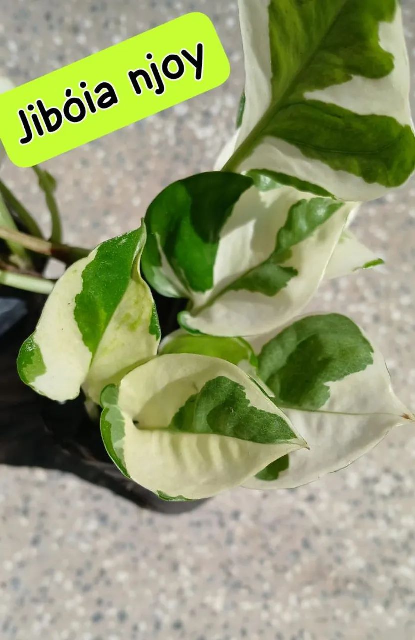 Kit 2 Mudas de Jiboia N'Joy - Beleza e Sofisticação - Foto 2