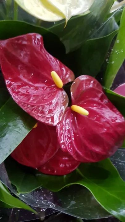 Antúrios Vermelhos Lindos - Foto 5