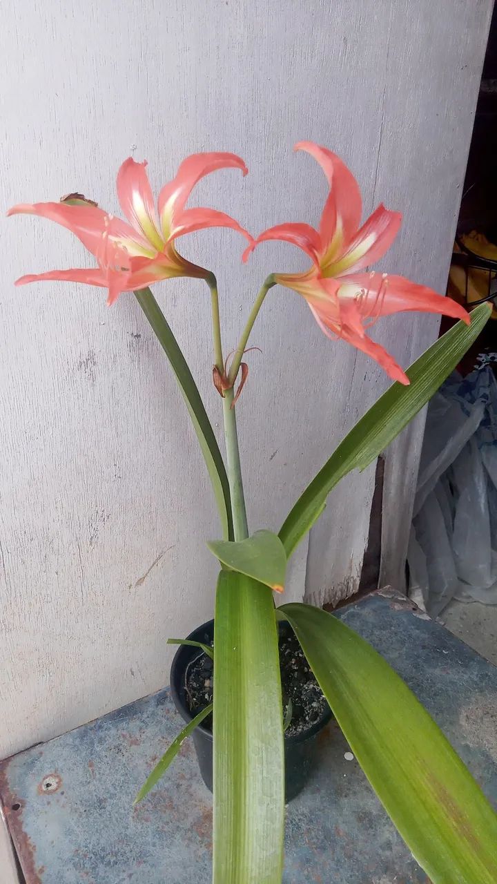 Planta amarílis. - Foto 2