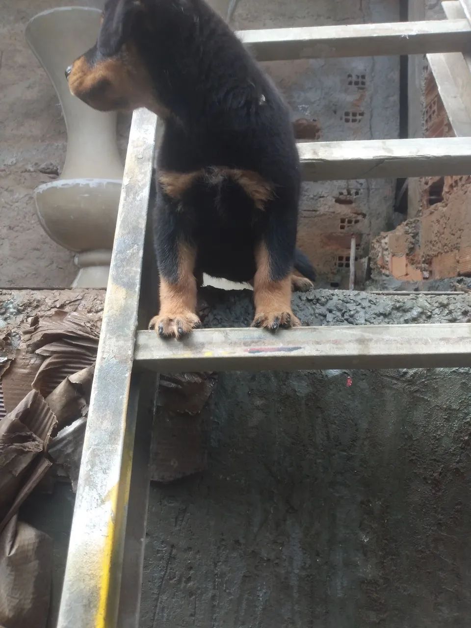 Filhote de Rottweiler - Foto 4