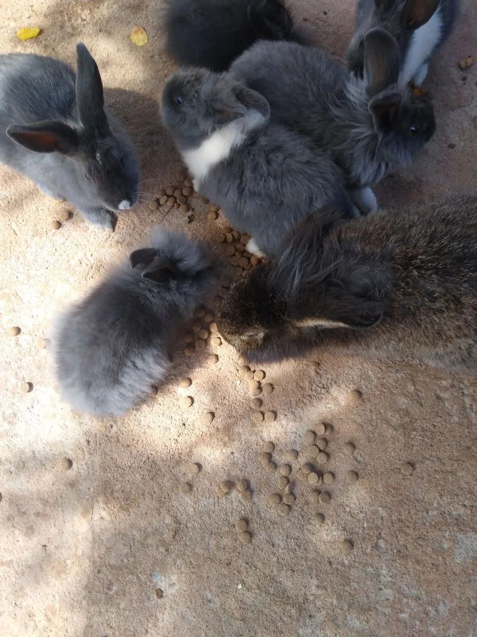 Coelhos64304356261251122