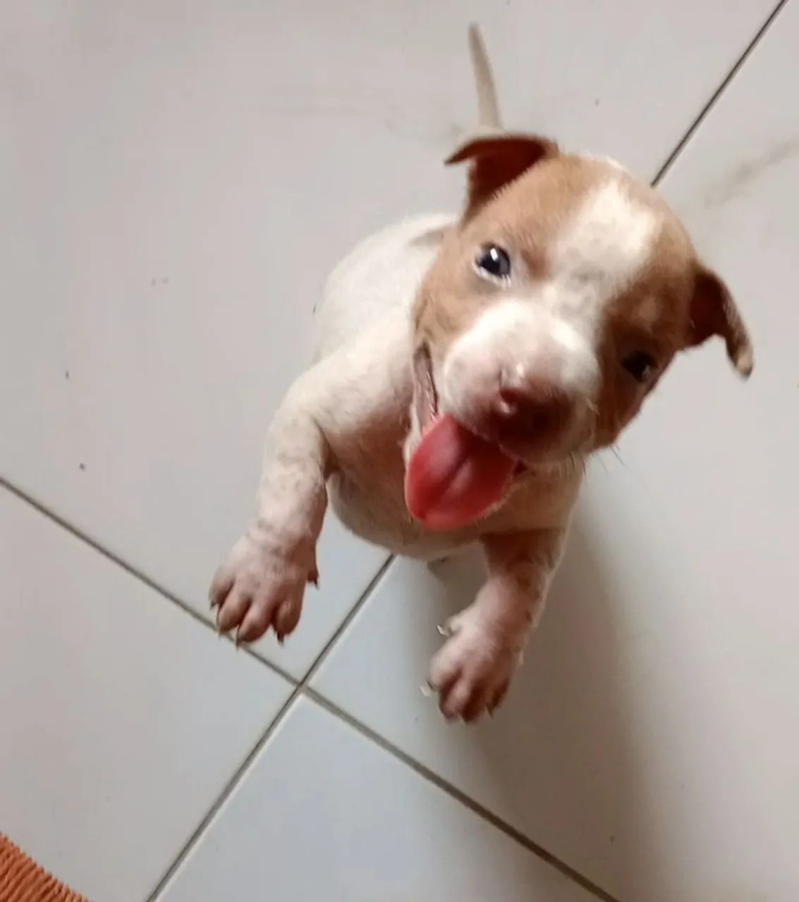 Filhote de Pitbull Alegre e Brincalhão