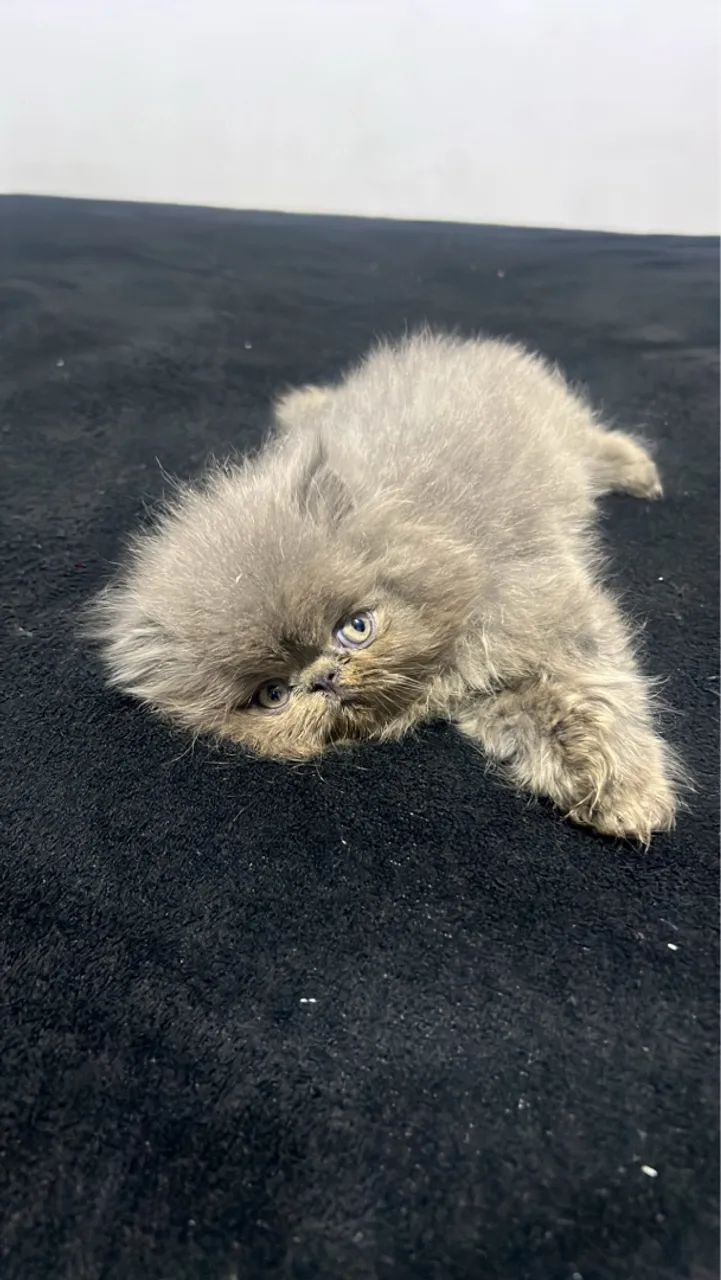 Gato Persa  - Foto 2