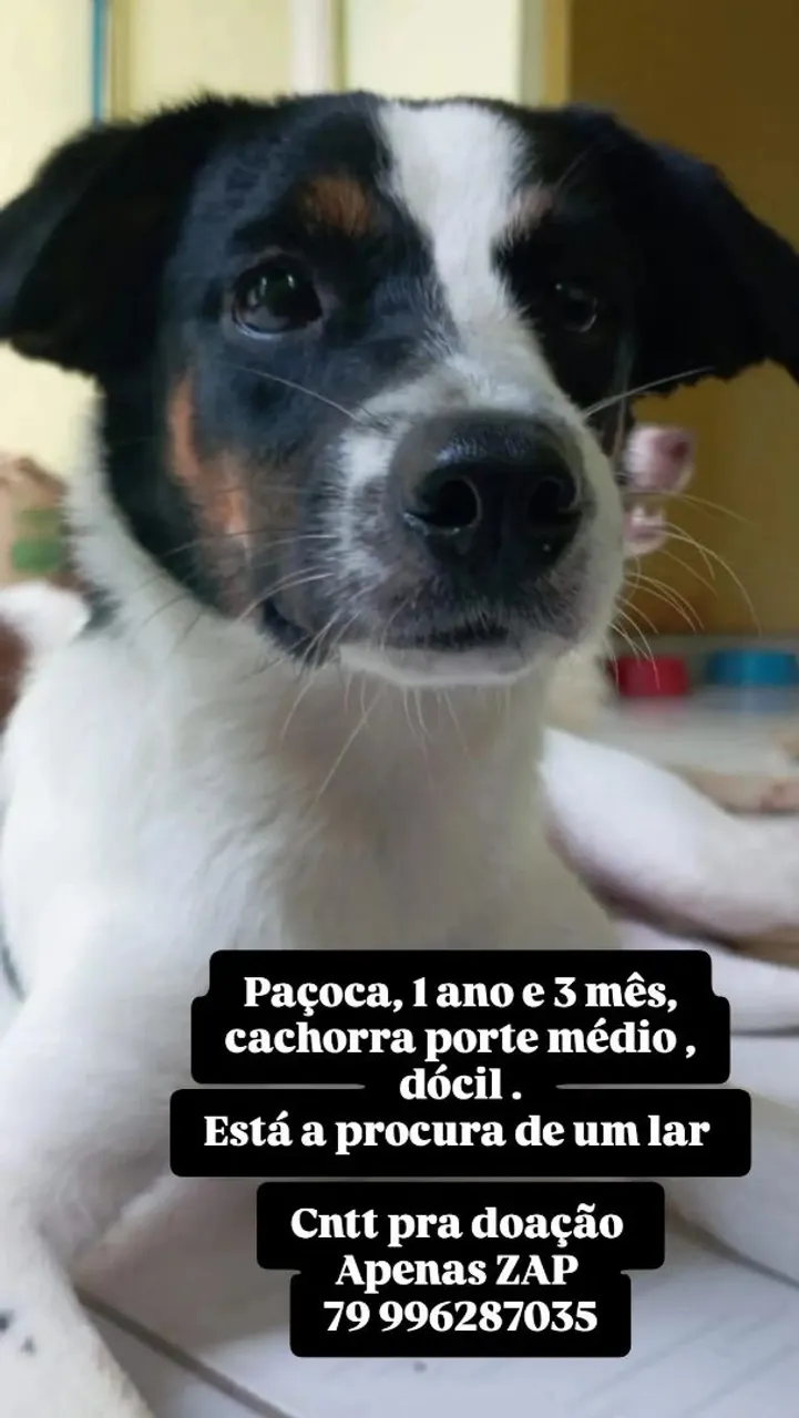 Cão para adoção: Luck, dócil e obediente
